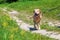 Labrador retriever at the leash outdoors