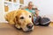 Labrador retriever lies on a seating furniture with a phoning woman in background