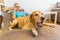 Labrador retriever lies on a seating furniture with a phoning woman in background