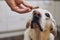 Labrador retriever looking up at his pet owner hand giving him cookie as reward