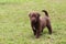 Labrador Retriever Mix Chocolate Colored Puppy