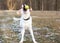 A Labrador Retriever mixed breed dog catching a ball