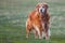 Labrador retriever in park at the sunrise - back lit.