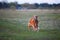 Labrador retriever in park at the sunrise - back lit.