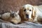 Labrador Retriever and Persian cat