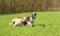 Labrador retriever and a pitbull playing in the field