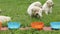 Labrador retriever puppies discover the new flavors of food