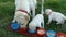 Labrador retriever puppies finish eating while their mother clean their bowls