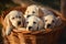 Labrador Retriever puppies in a wicker basket on the grass