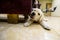 Labrador Retriever puppy is lying on the floor of the house and chewing on sofa