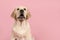 Labrador retriever puppy with mouth open as if its is speaking on a pink background