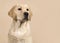 Labrador retriever puppy portrait glancing away on a creme colored background