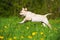 Labrador retriever puppy running in a spring meadow