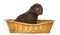 Labrador Retriever Puppy sitting in a wicker basket