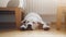 Labrador retriever puppy sleeps at home on the floor
