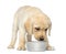 Labrador Retriever Puppy standing and looking down at his empty dog bowl