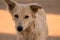 Labrador retriever puppy in the yard,Rakhadiyat kutro,kutta,unhappy White dog,domestic animal