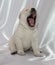 Labrador retriever puppy yawning