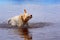 Labrador retriever shakes himself off after swimming in lake