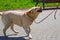 Labrador retriever shakes himself off on a walk
