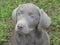 Labrador Retriever silver blue eyes