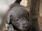 Labrador Retriever silver puppy