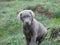 Labrador Retriever silver puppy