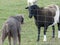 Labrador Retriever silver with sheep