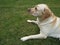 The Labrador Retriever or simply Labrador, is a British breed of retriever gun dog.