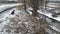 Labrador retriever sitting by Creek winter scene