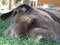 Labrador retriever sleeping on grass