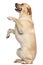 Labrador Retriever standing on hind legs