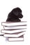 Labrador retriever standing with its paws on a pile of books