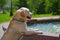 Labrador retriever standing near fountain basin in city park