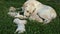 Labrador retriever taking care of her newborn puppies