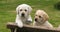 Labrador Retriever, Two Yellow Puppies in a Wheelbarrow, Normandy in France