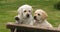 Labrador Retriever, Two Yellow Puppies in a Wheelbarrow, Normandy in France