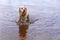 Labrador retriever walking shallow water in lake, copy space