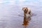 Labrador retriever walking shallow water in lake, copy space