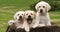 Labrador Retriever, Yellow Puppies in a Wheelbarrow, Normandy in France