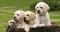 Labrador Retriever, Yellow Puppies in a Wheelbarrow, Normandy in France