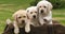 Labrador Retriever, Yellow Puppies in a Wheelbarrow, Normandy in France