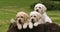 Labrador Retriever, Yellow Puppies in a Wheelbarrow, Normandy in France