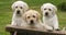 Labrador Retriever, Yellow Puppies in a Wheelbarrow, Normandy in France