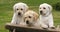 Labrador Retriever, Yellow Puppies in a Wheelbarrow, Normandy in France