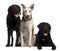 Labrador Retrievers