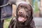 Labrador retrievers adult dog