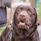 Labrador retrievers adult dog