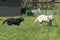 Labrador retrievers taking tight corners