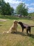 Labrador retrievers village in the garden